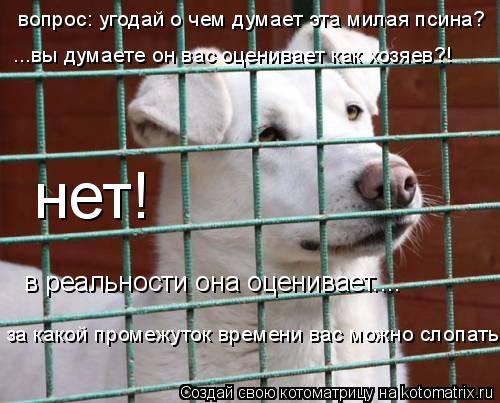 ...вы думаете он вас оценивает как хозяев?! нет! в реальности она оценивает.... за какой промежуток в... Котоматрица: ...вы думаете он вас оценивает как хозяев?! нет! в реальности она оценивает.... за какой промежуток времени вас можно слопать! вопрос: угодай о