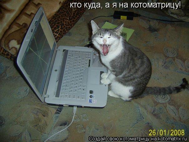 кто куда, а я на котоматрицу!... Котоматрица: кто куда, а я на котоматрицу!