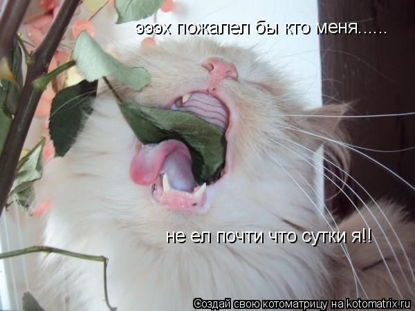 эээх пожалел бы кто меня...... не ел почти что сутки я!!... Котоматрица: эээх пожалел бы кто меня...... не ел почти что сутки я!!