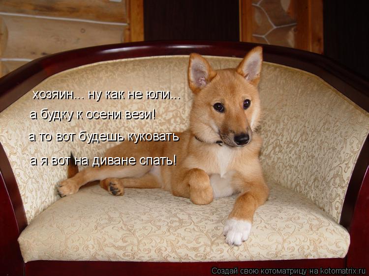 хозяин... ну как не юли... а будку к осени вези! а то вот будешь куковать а я вот на диване спать!... Котоматрица: хозяин... ну как не юли... а будку к осени вези! а то вот будешь куковать а я вот на диване спать!