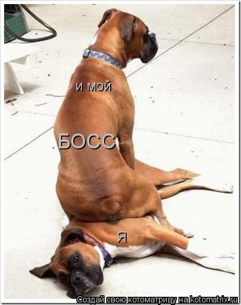 Я и мой БОСС... Котоматрица: Я и мой БОСС
