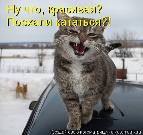 Ну что, красивая? Поехали кататься?!... Котоматрица: Ну что, красивая? Поехали кататься?!