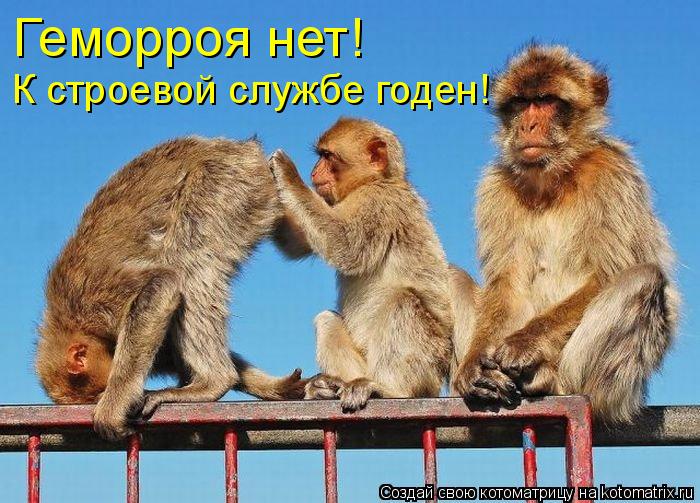 Геморроя нет! К строевой службе годен!... Котоматрица: Геморроя нет! К строевой службе годен!