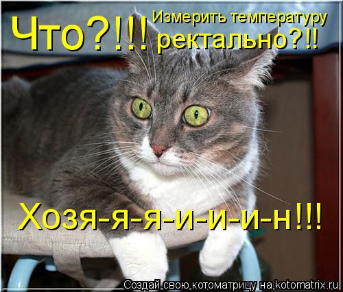 Что?!!! Измерить температуру ректально?!! Хозя-я-я-и-и-и-н!!!... Котоматрица: Что?!!! Измерить температуру ректально?!! Хозя-я-я-и-и-и-н!!!