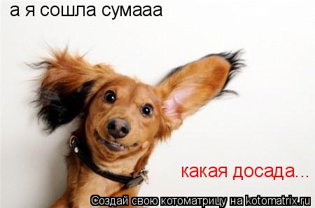 а я сошла сумааа какая досада...... Котоматрица: а я сошла сумааа какая досада...