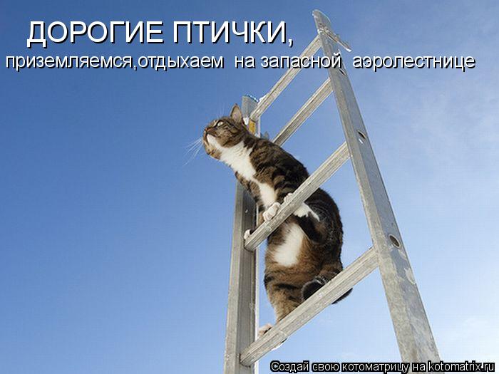 ДОРОГИЕ ПТИЧКИ, приземляемся,отдыхаем на запасной аэролестнице... Котоматрица: ДОРОГИЕ ПТИЧКИ, приземляемся,отдыхаем на запасной аэролестнице