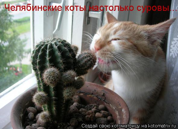 Челябинские коты настолько суровы...... Котоматрица: Челябинские коты настолько суровы...