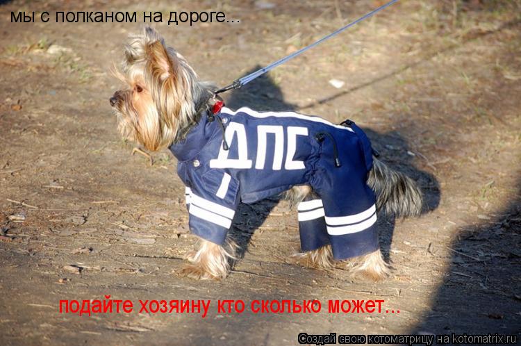 мы с полканом на дороге... подайте хозяину кто сколько может...... Котоматрица: мы с полканом на дороге... подайте хозяину кто сколько может...