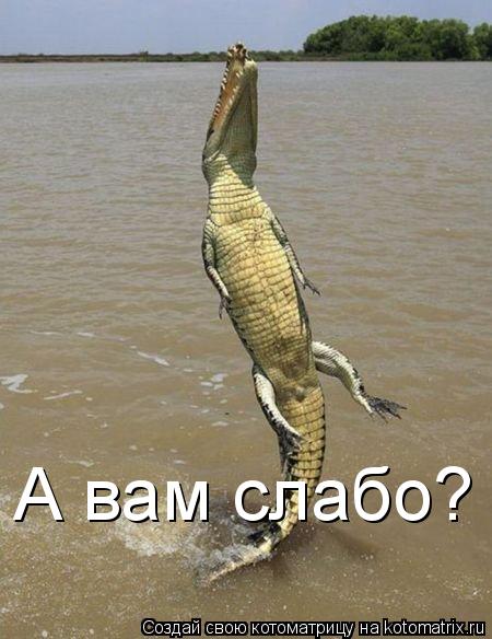 А вам слабо?... Котоматрица: А вам слабо?