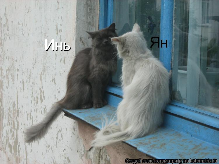 Инь Ян... Котоматрица: Инь Ян
