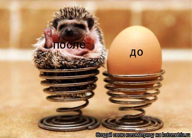 до после... Котоматрица: до после