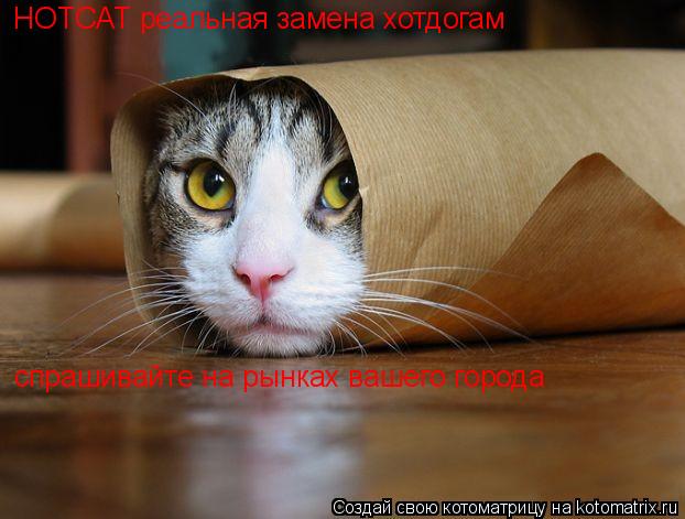HOTCAT реальная замена хотдогам спрашивайте на рынках вашего города... Котоматрица: HOTCAT реальная замена хотдогам спрашивайте на рынках вашего города