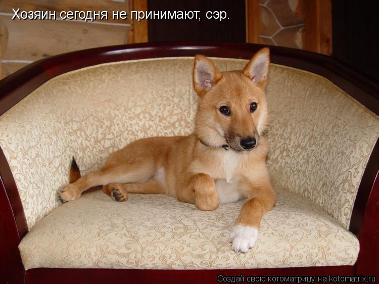Хозяин сегодня не принимают, сэр.... Котоматрица: Хозяин сегодня не принимают, сэр.