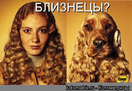 БЛИЗНЕЦЫ?... Котоматрица: БЛИЗНЕЦЫ?