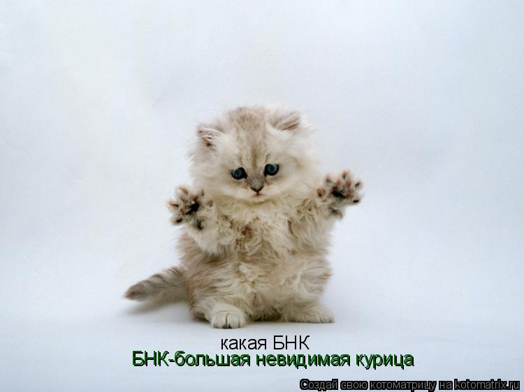какая БНК БНК-большая невидимая курица... Котоматрица: какая БНК БНК-большая невидимая курица