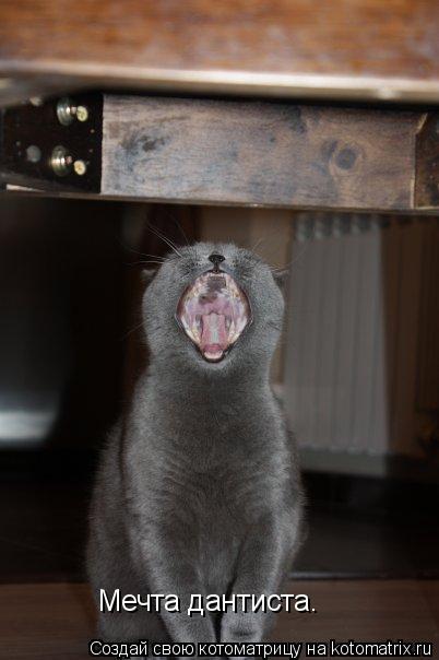 Мечта дантиста.... Котоматрица: Мечта дантиста.