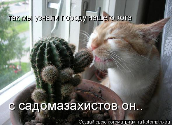 так мы узнали породу нашего кота с садомазахистов он..... Котоматрица: так мы узнали породу нашего кота с садомазахистов он..