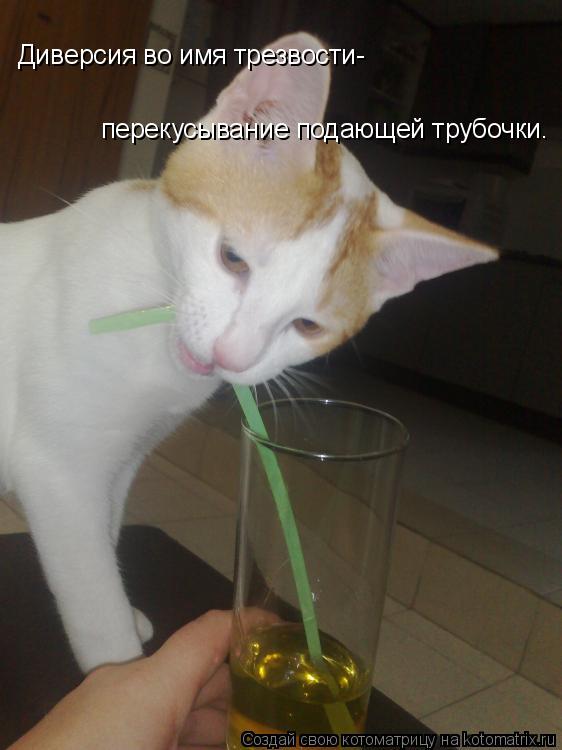 Диверсия во имя трезвости- Диверсия во имя трезвости- перекусывание подающей трубочки.... Котоматрица: Диверсия во имя трезвости- Диверсия во имя трезвости- перекусывание подающей трубочки.