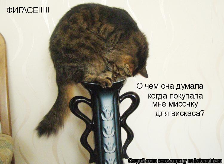 ФИГАСЕ!!!!! О чем она думала когда покупала мне мисочку для вискаса?... Котоматрица: ФИГАСЕ!!!!! О чем она думала когда покупала мне мисочку для вискаса?