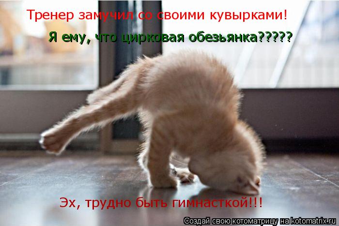 Эх, трудно быть гимнасткой!!! Тренер замучил со своими кувырками! Я ему, что цирковая обезьянка?????... Котоматрица: Эх, трудно быть гимнасткой!!! Тренер замучил со своими кувырками! Я ему, что цирковая обезьянка?????