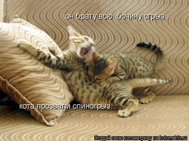 кота прозвали спиногрыз... он брату всю бочину сгрыз...... Котоматрица: кота прозвали спиногрыз... он брату всю бочину сгрыз...