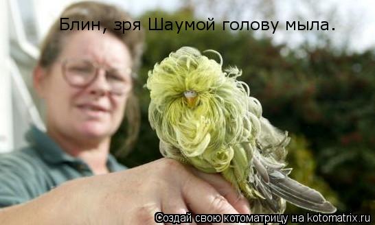 Блин, зря Шаумой голову мыла.... Котоматрица: Блин, зря Шаумой голову мыла.