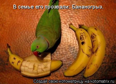 В семье его прозвали: Бананогрыз.... Котоматрица: В семье его прозвали: Бананогрыз.
