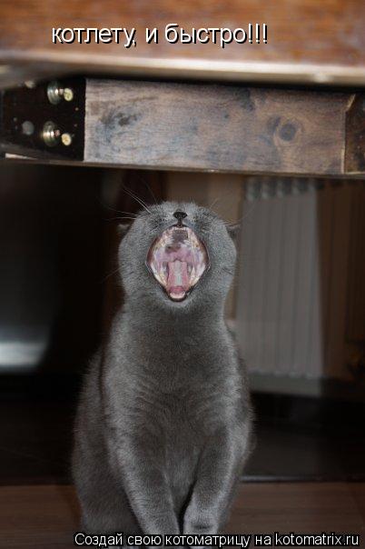 котлету, и быстро!!!... Котоматрица: котлету, и быстро!!!