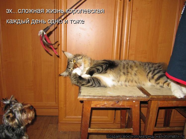 эх...сложная жизнь королевская каждый день одно и тоже... Котоматрица: эх...сложная жизнь королевская каждый день одно и тоже