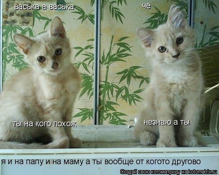 васька а васька чё ты на кого похож незнаю а ты я и на папу и на маму а ты вообще от когото другово... Котоматрица: васька а васька чё ты на кого похож незнаю а ты я и на папу и на маму а ты вообще от когото другово