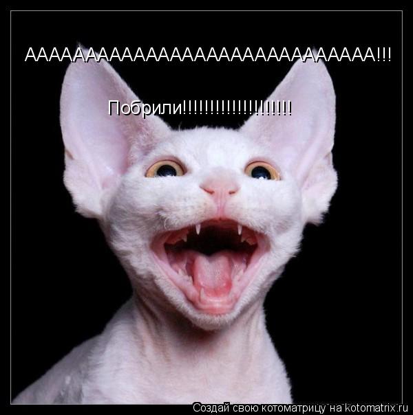 ААААААААААААААААААААААААААААА!!! Побрили!!!!!!!!!!!!!!!!!!!!... Котоматрица: ААААААААААААААААААААААААААААА!!! Побрили!!!!!!!!!!!!!!!!!!!!