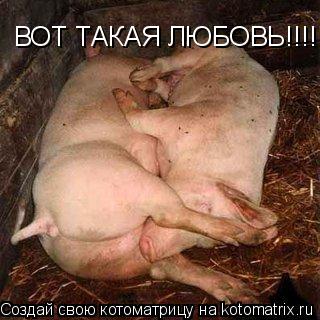 ВОТ ТАКАЯ ЛЮБОВЬ!!!!... Котоматрица: ВОТ ТАКАЯ ЛЮБОВЬ!!!!