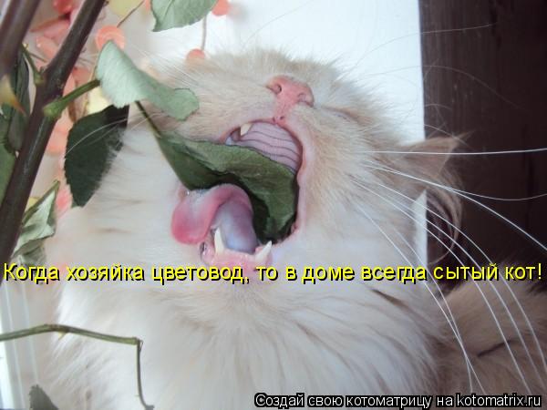 Когда хозяйка цветовод, то в доме всегда сытый кот!... Котоматрица: Когда хозяйка цветовод, то в доме всегда сытый кот!