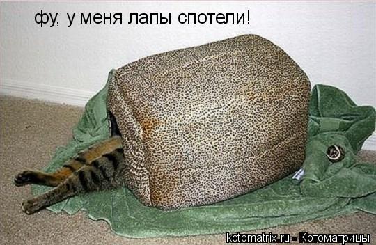фу, у меня лапы спотели!... Котоматрица: фу, у меня лапы спотели!