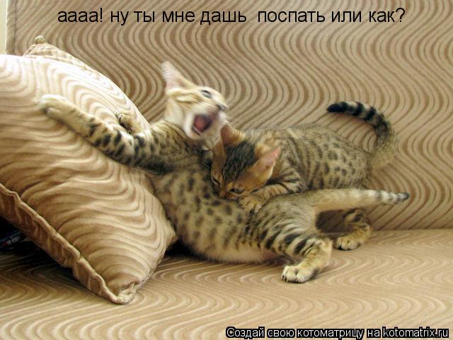 аааа! ну ты мне дашь поспать или как?... Котоматрица: аааа! ну ты мне дашь поспать или как?