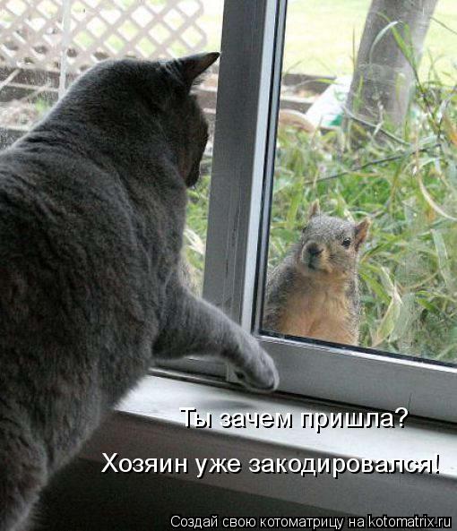 Ты зачем пришла? Хозяин уже закодировался!... Котоматрица: Ты зачем пришла? Хозяин уже закодировался!
