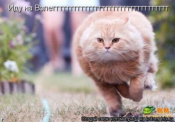 Иду на Взлеттттттттттттттттттттттттттттттттт... Котоматрица: Иду на Взлеттттттттттттттттттттттттттттттттт