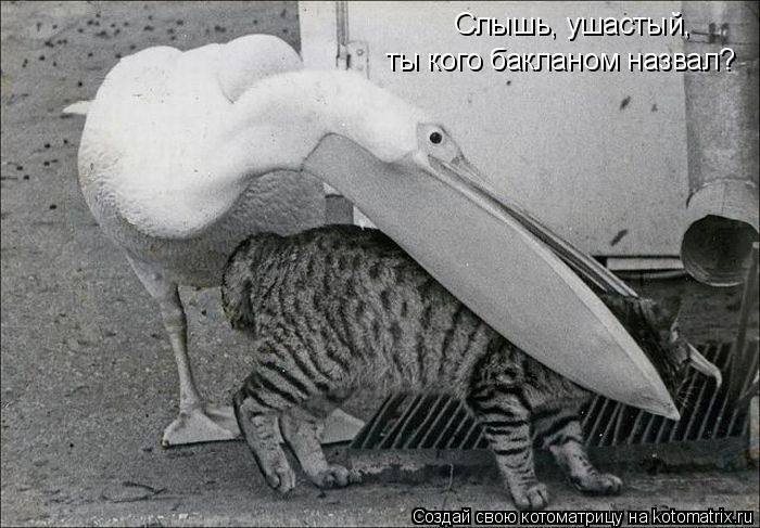 Слышь, ушастый, ты кого бакланом назвал?... Котоматрица: Слышь, ушастый, ты кого бакланом назвал?