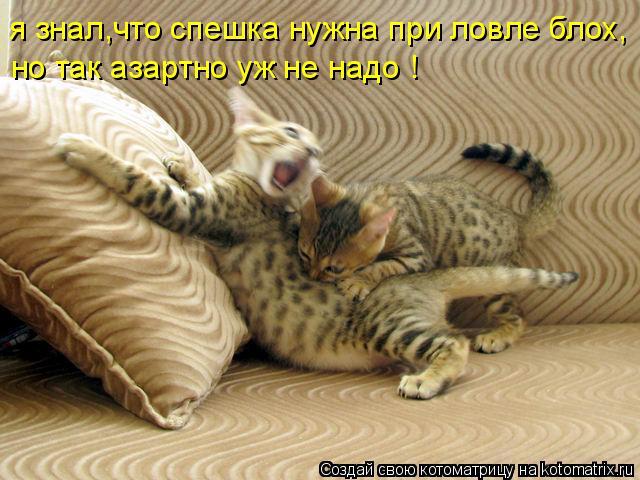 я знал,что спешка нужна при ловле блох, но так азартно уж не надо !... Котоматрица: я знал,что спешка нужна при ловле блох, но так азартно уж не надо !