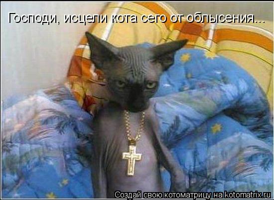 Господи, исцели кота сего от облысения...... Котоматрица: Господи, исцели кота сего от облысения...