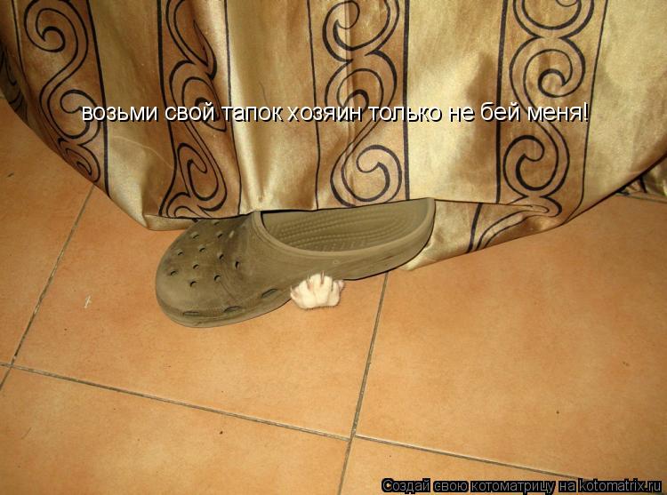 возьми свой тапок хозяин только не бей меня!... Котоматрица: возьми свой тапок хозяин только не бей меня!