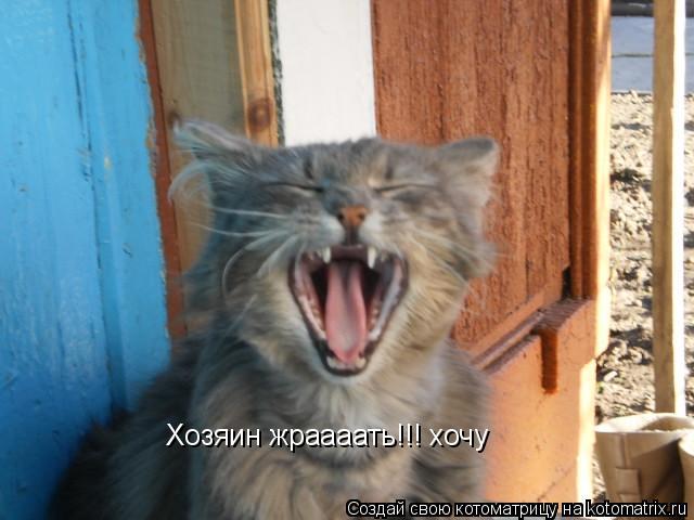 Котоматрица: Хозяин жраааать!!! хочу