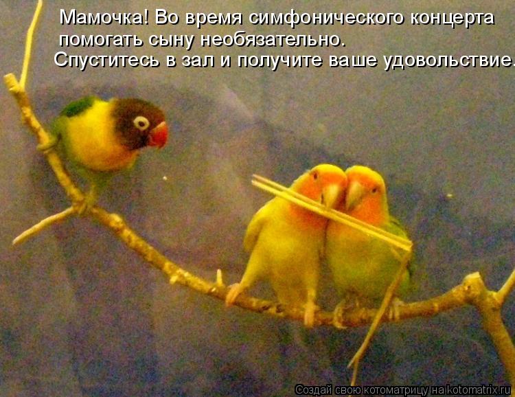 Мамочка! Во время симфонического концерта помогать сыну необязательно. Спуститесь в зал и получите ва... Котоматрица: Мамочка! Во время симфонического концерта помогать сыну необязательно. Спуститесь в зал и получите ваше удовольствие.