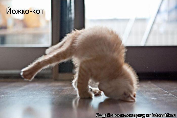 Йожко-кот... Котоматрица: Йожко-кот