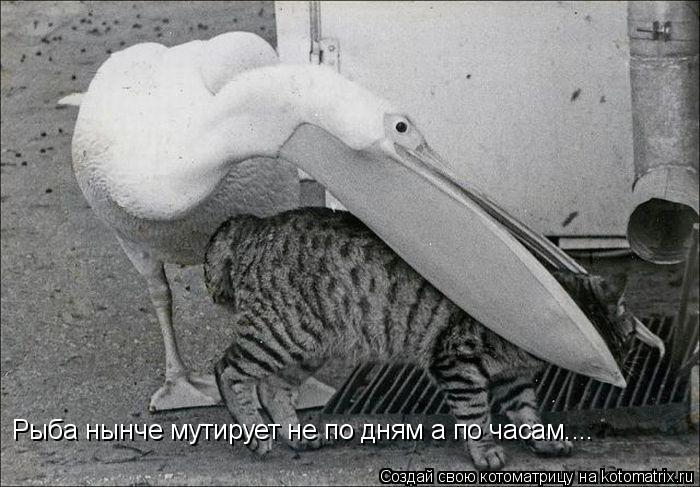 Рыба нынче мутирует не по дням а по часам....... Котоматрица: Рыба нынче мутирует не по дням а по часам....