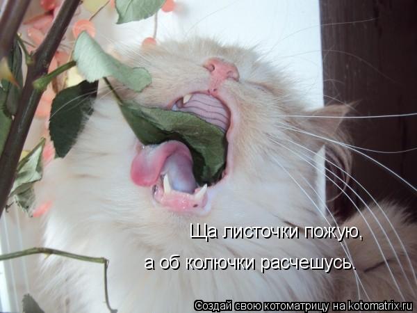 Ща листочки пожую, а об колючки расчешусь.... Котоматрица: Ща листочки пожую, а об колючки расчешусь.