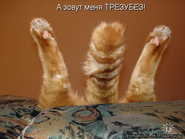 А зовут меня ТРЕЗУБЕЗ!... Котоматрица: А зовут меня ТРЕЗУБЕЗ!