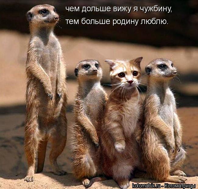 чем дольше вижу я чужбину, тем больше родину люблю.... Котоматрица: чем дольше вижу я чужбину, тем больше родину люблю.