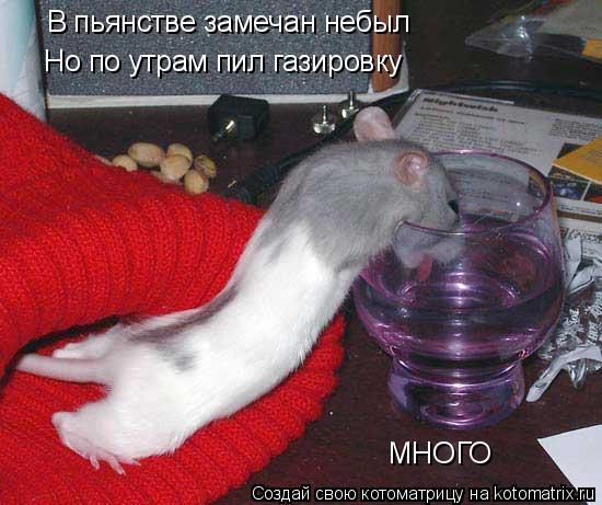 В пьянстве замечан небыл Но по утрам пил газировку МНОГО... Котоматрица: В пьянстве замечан небыл Но по утрам пил газировку МНОГО