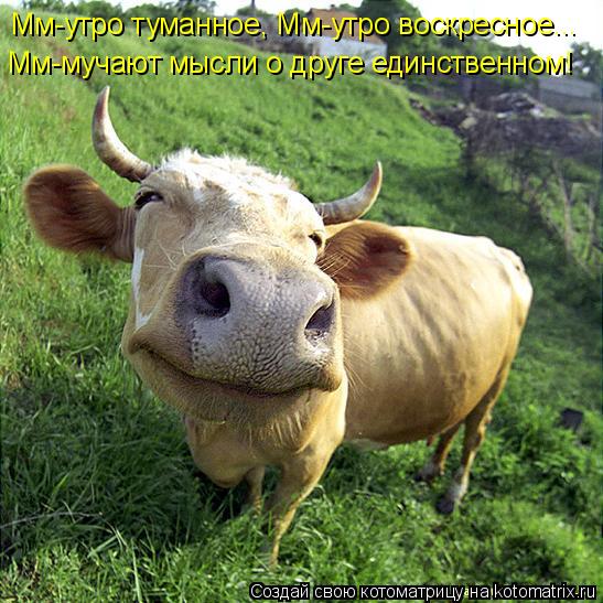 Мм-утро туманное, Мм-утро воскресное... Мм-мучают мысли о друге единственном!... Котоматрица: Мм-утро туманное, Мм-утро воскресное... Мм-мучают мысли о друге единственном!
